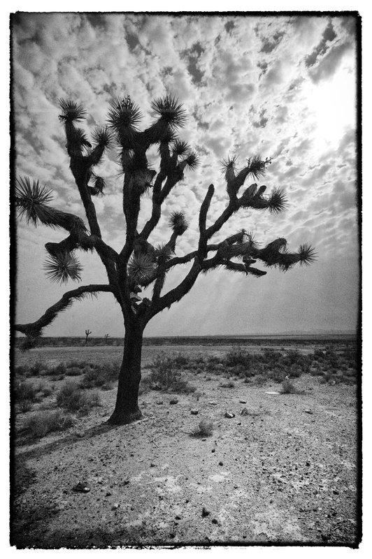 Joshua Tree.jpg :: Joshua trees are scattered throughout California within the Morongo Basin, a desert area of approximately 5200 square miles. The trees come in all sizes, shapes and forms for a photographer to explore. Joshua Tree City has become a haven for celebrities that want to escape the chaos of city life for a quieter venue.