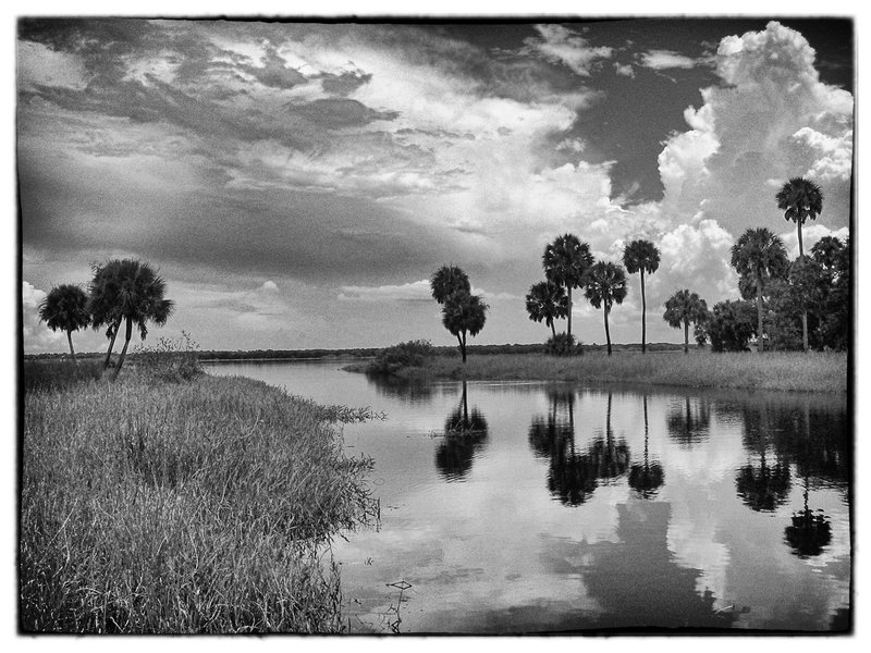 Myakka Lake FL.jpg :: The Myakka River is an acient river at least one million years old. This scene is of the Upper Lake which feeds the river on it's Southeast flow to the Gulf of Mexico via Charlotte Harbor.
Once upon a time the rivers basin was home to Mammoths, Tapirs, Horses, Camels and wolves as well as numerous verities of birds, fish and reptiles. Today the area surrounding the upper lake is a State Park protecting wetlands, prairies, hammocks and pinelands.