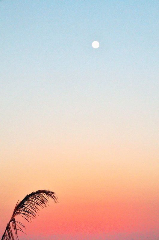 Palm and Sunset.jpg :: The majestic hour on the gulf coast of Florida as the sunset greets the moonrise