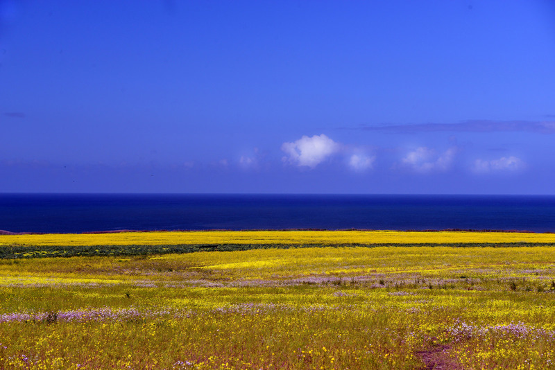 Pescadero Area.jpg :: Superbloom along the Pacific Coast presents vivid contrast between land, ocean, and sky.