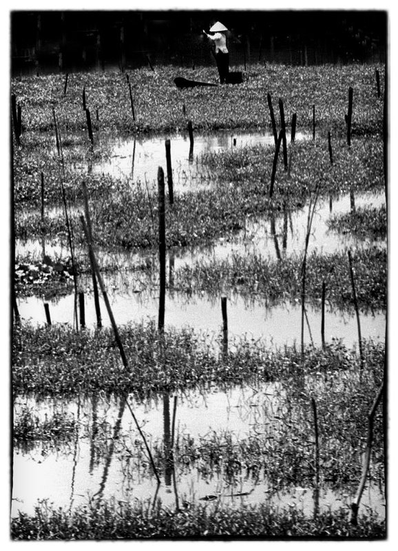 Piloting.jpg :: Stopping to watch a Vietnamese woman maneuvering her way through a maze, it was unclear to me why and what she sought to accomplish. Im sure her mission had something to do with tending to or harvesting what looked like water plants although im not sure..