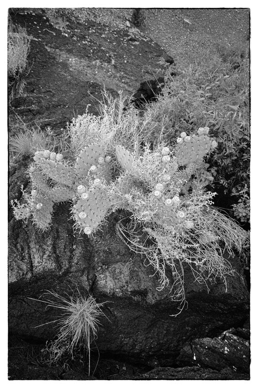 Prickly Pear Cactus.jpg :: Close to the windswept town of Carrizozo and part of the Tularosa valley which is the foundation of New Mexico's White Sands as well lies Malpas. This area contains many miles of odd shaped, twisted and bent basalt lava resulting from volcanic activity fifteen hundred years ago. Desert growth is somewhat abundant like this flowering  Prickley Pear Catus.