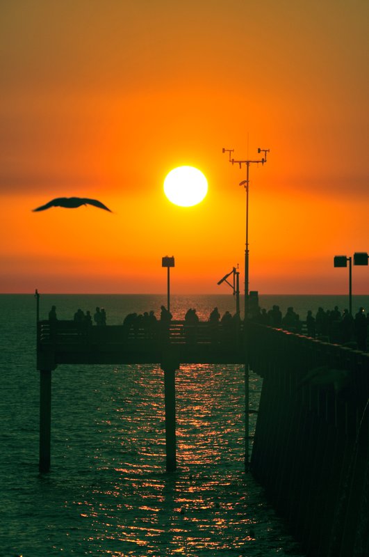 Sharkeys Hat.jpg :: Sharky's Pier is a Florida beach bar located in Venice, FL. Located on the Gulf of Mexico it specializes in seafood, exotic drinks and majestic sunsets.