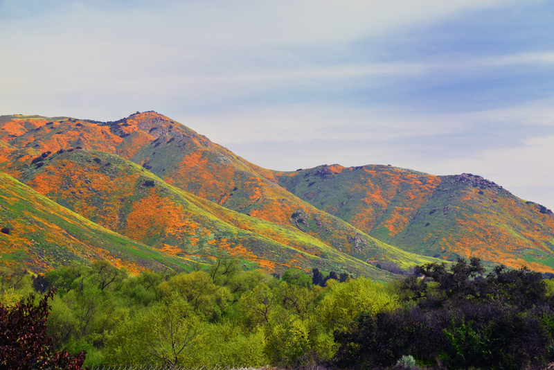 Super Bloom.jpg :: The California  Super Bloom is a natural phenomenon that occurs when excessive rain falls in the Spring. The palate is a mixture of wildflowers with the dominant being the Poppy. This photo was taken near Temecula.