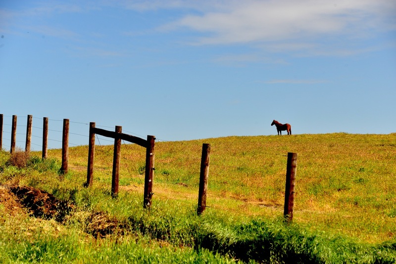 The Fence.jpg :: East of the Sierra Nevada's are huge ranches that offer great exploring and photo opportunities. Captured this image of the lone horse as i was headed to the Kern Valley area.