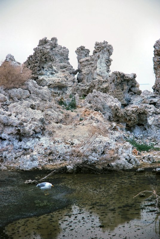 The Food Chain.jpg :: Tufa towers, gulls, grebes, brine shrimp, alkali flies, freshwater streams, and alkaline waters comprise an unlikely world at the transition between the Sierra Nevada mountains and the Great Basin desert.
The lake provides a food chain. . 