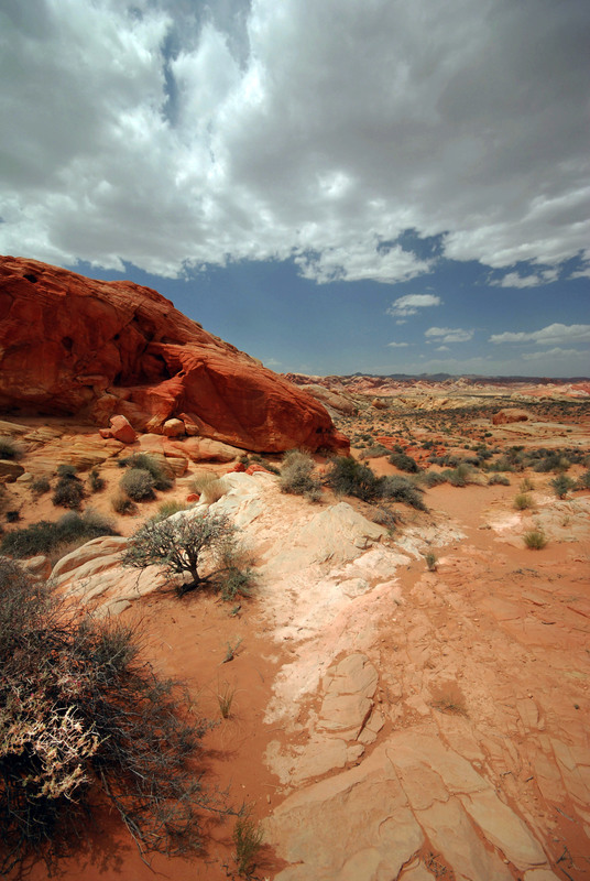 The Lone Tree.jpg :: The tree is small and seems insignificant yet it somehow thrives in blistering heat of the Valley providing shade and contributing to the life to that which lives there.