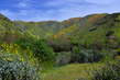 California Bloom.jpg
