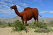 Camel.jpg