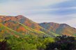 Super Bloom.jpg