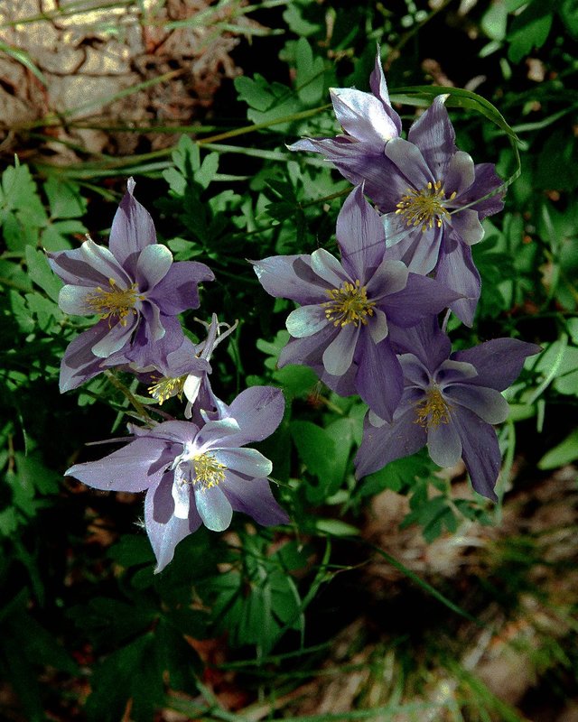 F02-16-02-tanglewood-colum1.jpg