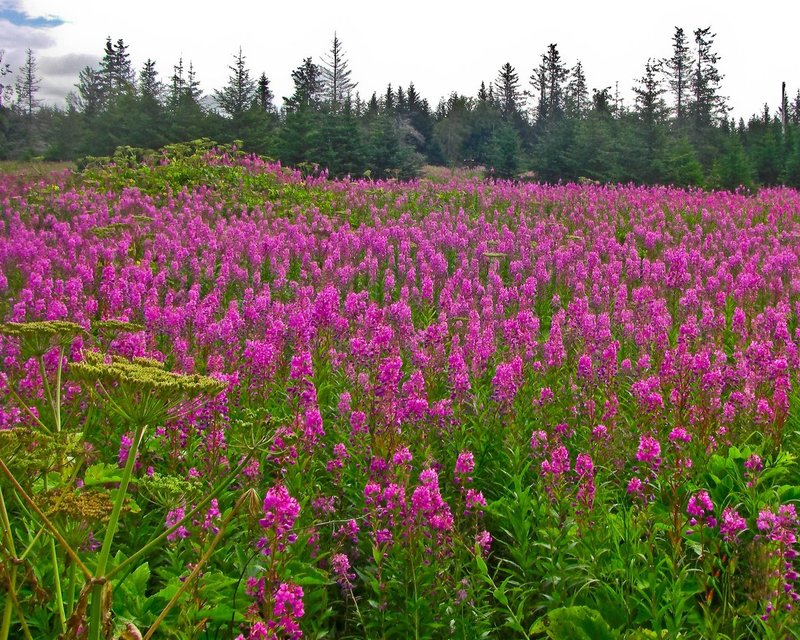 F0208-fireweed1.jpg