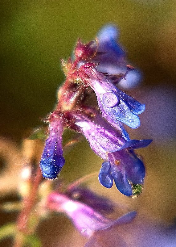 F1006-sparkling-flowers1.jpg