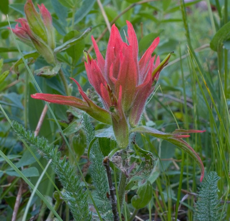 F2004-0623030fireweed1.jpg