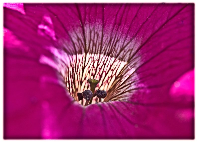 F7581-pinkcenter.jpg