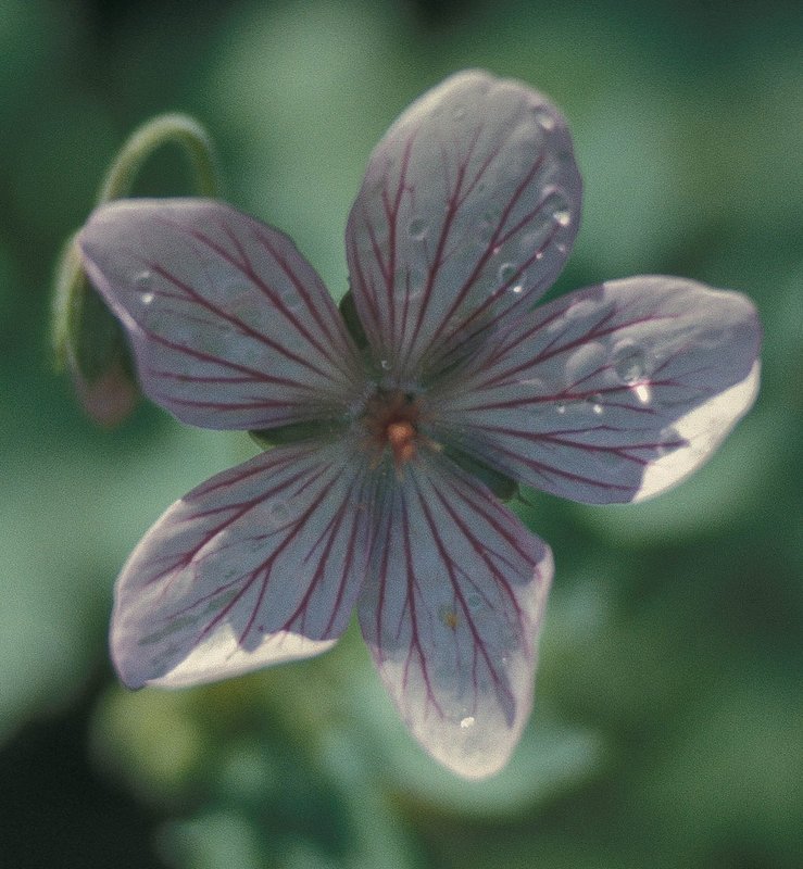FS00-gernaiumwdrop.jpg