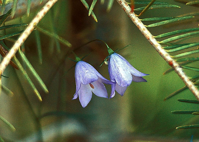 FS01-hailbells.jpg