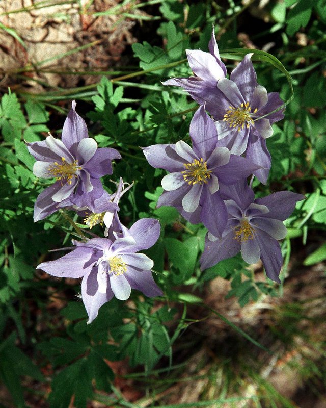 FS02-16-02-tanglewood-colum31.jpg