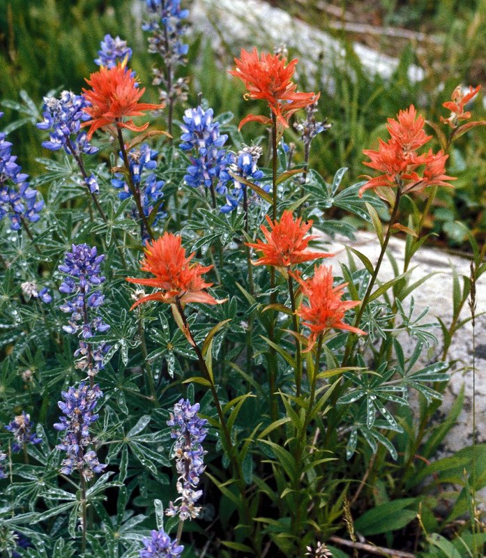 FS04lupineNfireweed1.jpg