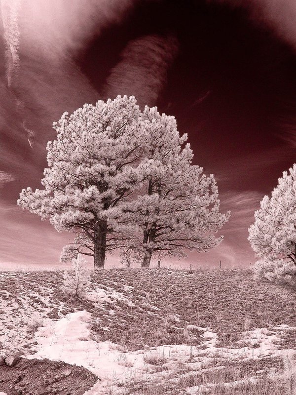 IR2763.jpg