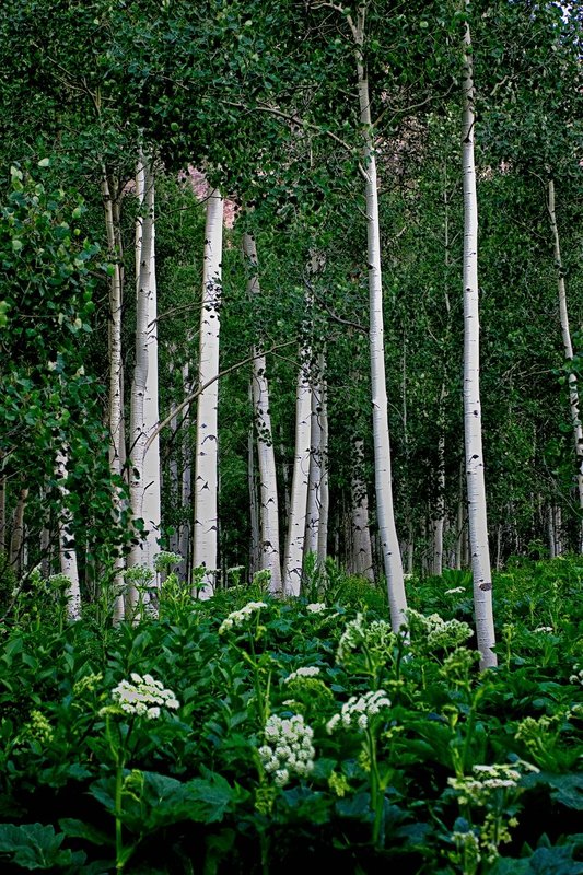 S5026-aspens.jpg