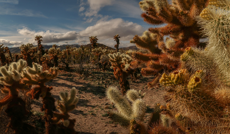 Untitled_Panorama7.jpg