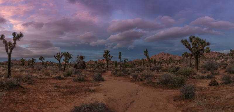Joshua Tree at Sunset.jpg