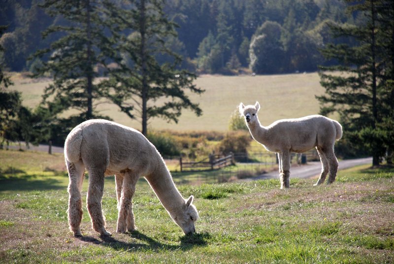 Alpacas.jpg