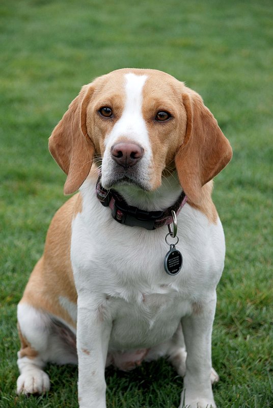 Dexter and Molly 03.jpg