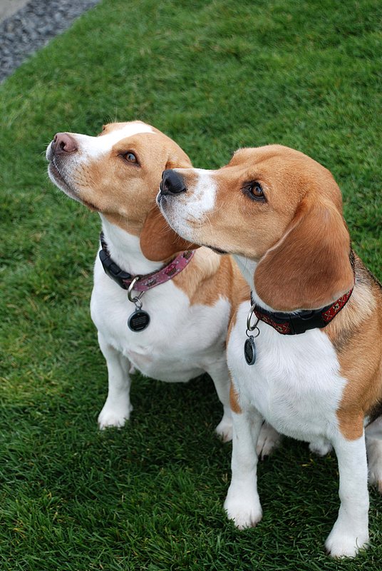 Dexter and Molly 04.jpg