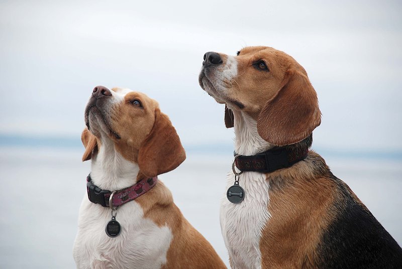 Dexter and Molly 05.jpg