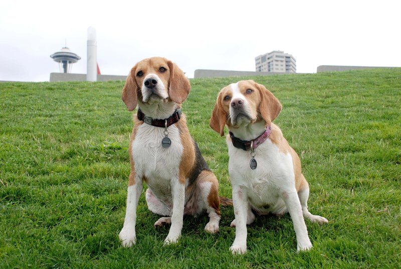Dexter and Molly 06.jpg