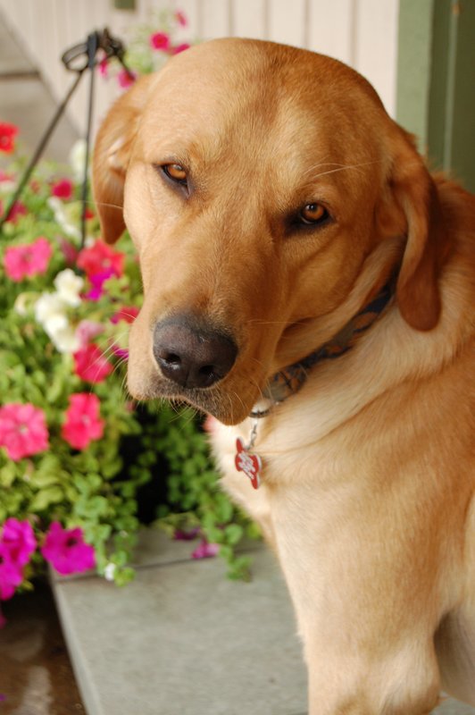 Dog in Storefront 01.jpg