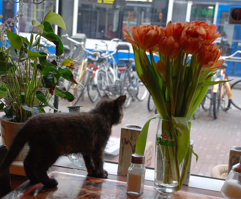 Kitty in an Amsterdam Cafe.jpg