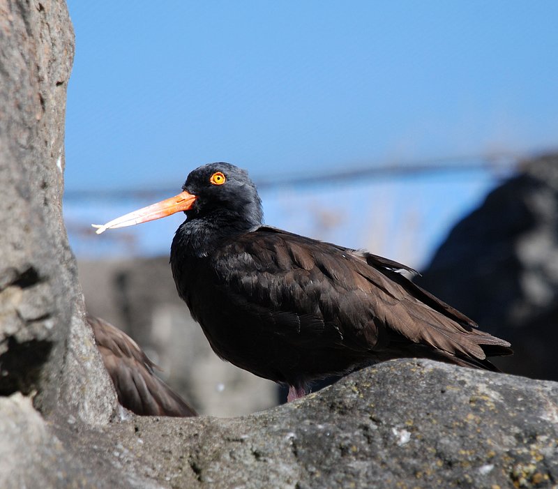 Oregon Coast Aquarium.jpg