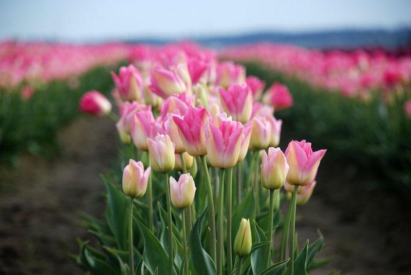 Skagit County Tulip Festival 3.jpg