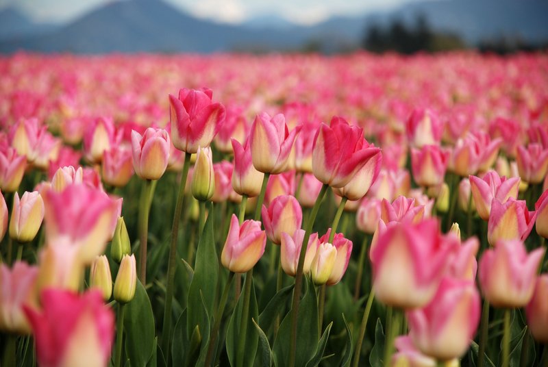 Skagit County Tulip Festival 4.jpg