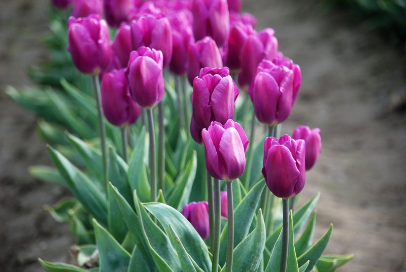 Skagit County Tulip Festival 5.jpg