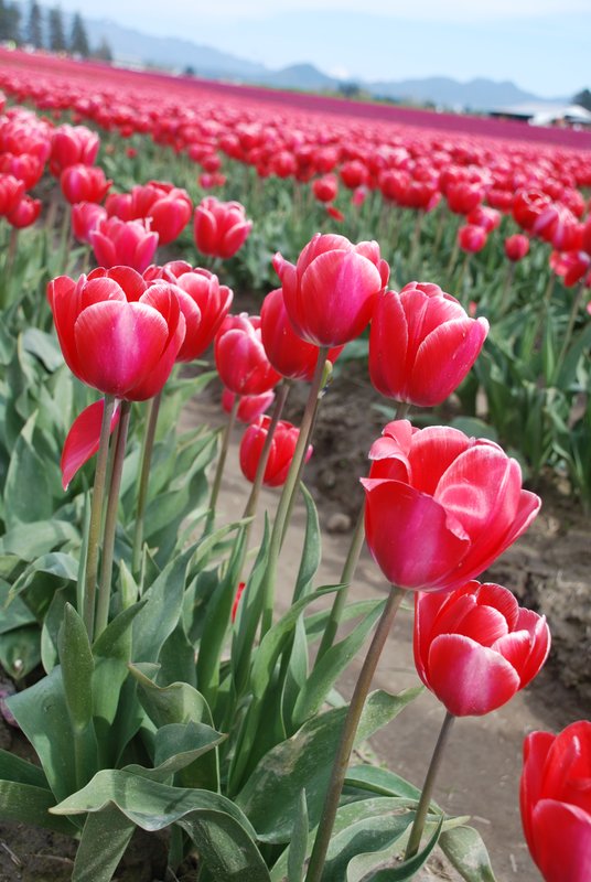 Skagit County Tulip Festival.jpg
