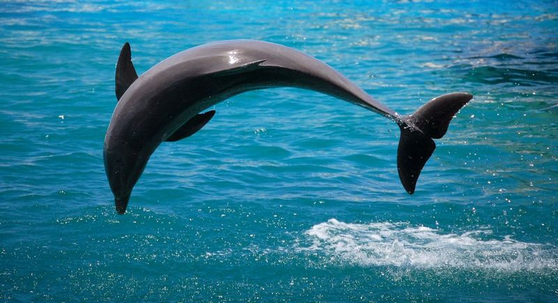 Dolphin 01.jpg