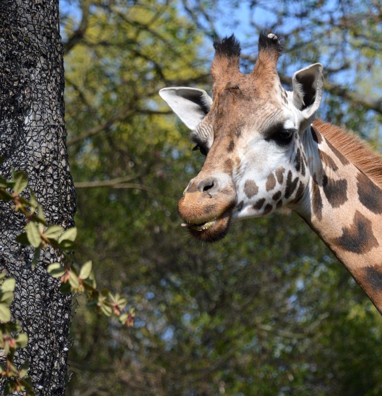 Giraffe.jpg