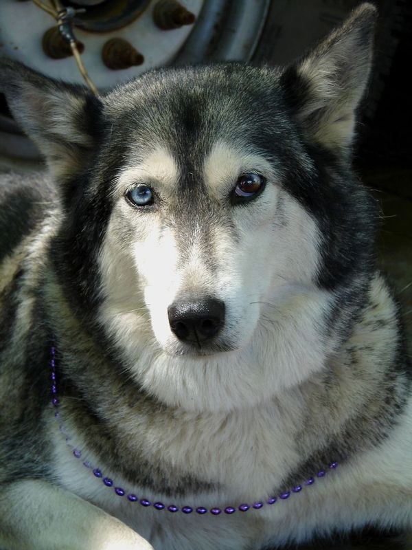 Husky 01.jpg