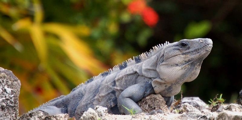 Iguana 01.jpg