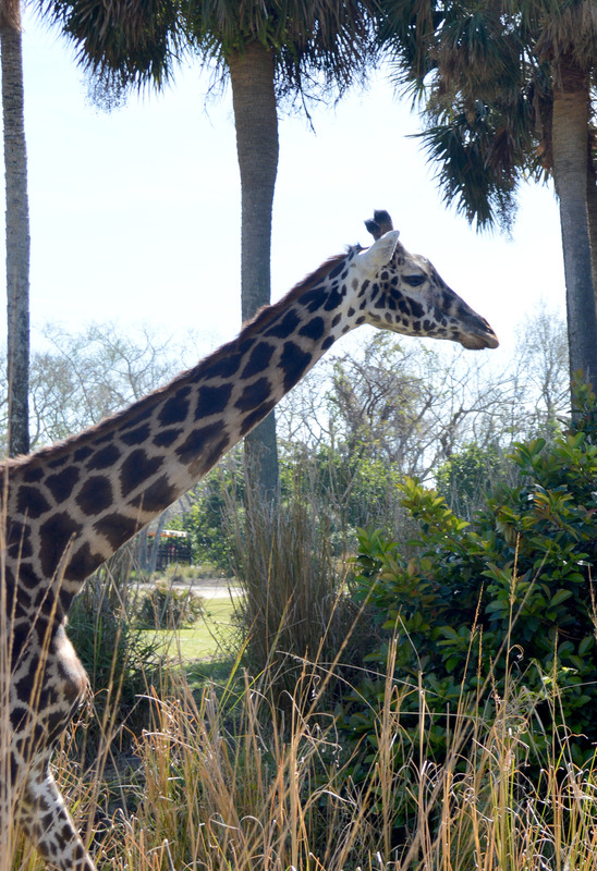 Animal Kingdom 01.jpg