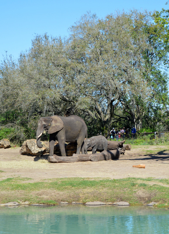 Animal Kingdom 02.jpg