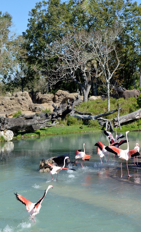 Animal Kingdom 03.jpg
