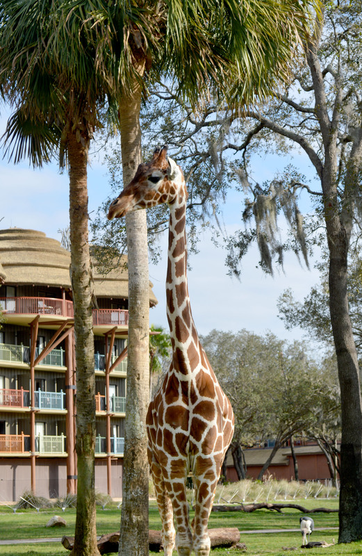Animal Kingdom Lodge.jpg