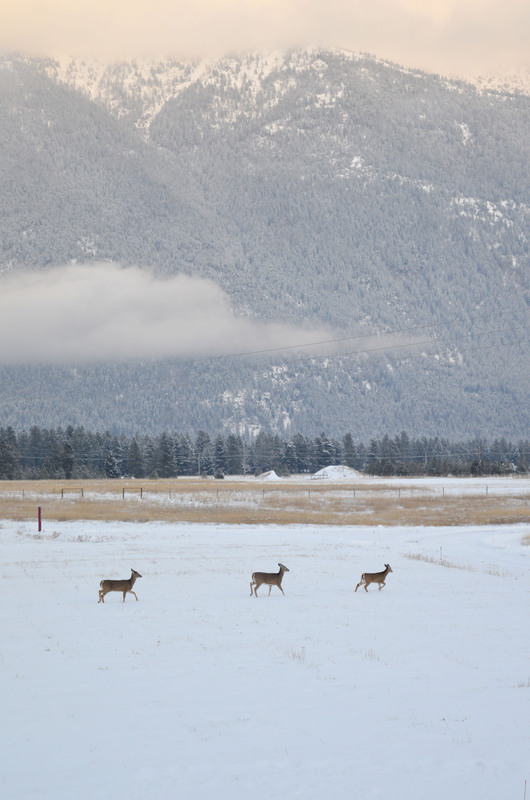 Montana 311.jpg