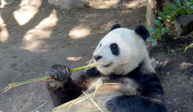 Panda 01.jpg
