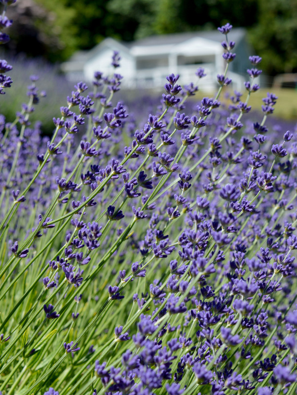 Vashon Island 10.jpg